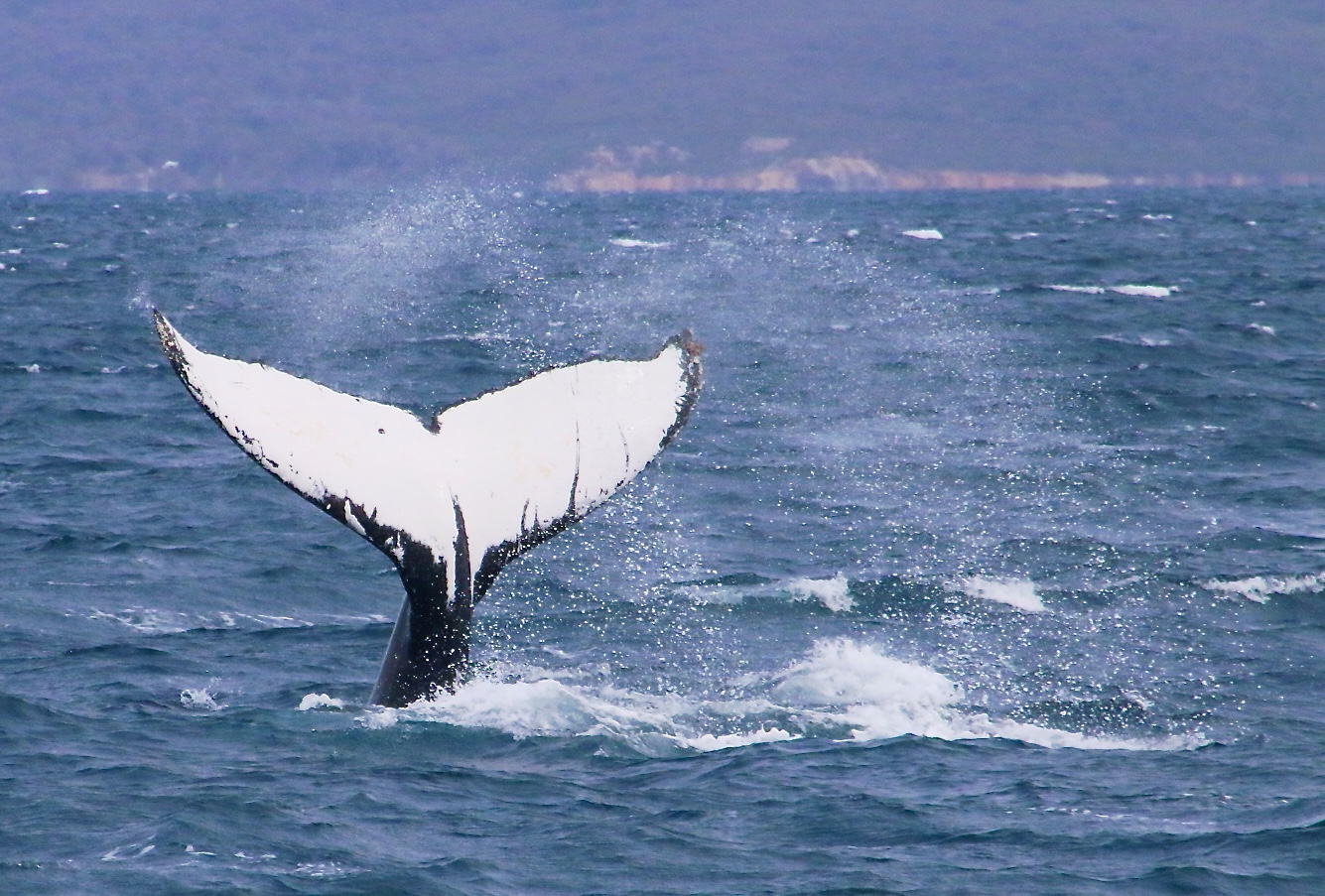 Whale Watching 