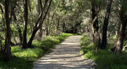 Discover the Hidden Heritage of the Ludlow Tuart Forest 