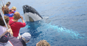 Whale Watching