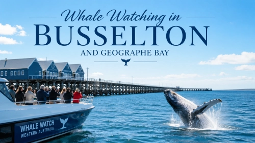 Whale Watching in Busselton and Geographe Bay